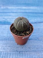 Euphorbia Obesa (Эуфорбия)