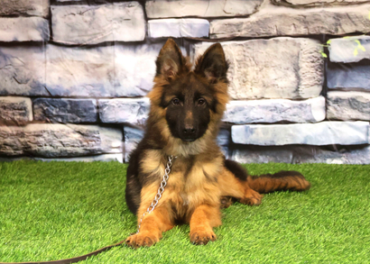 ЛЕКСУС Из Поместья Боговик - 14.06.2025 д.р.