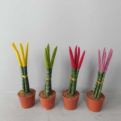 Сансевиерия цилиндр вельвет тач микс