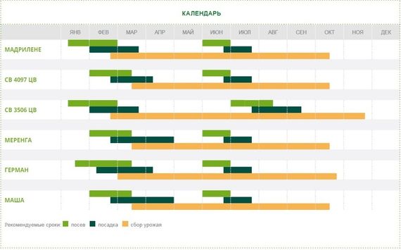 МАША F1 семена огурца партенокарпического (Seminis) характеристика