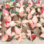 Аглаонема SUKSOM JAIPONG PEACH MUT