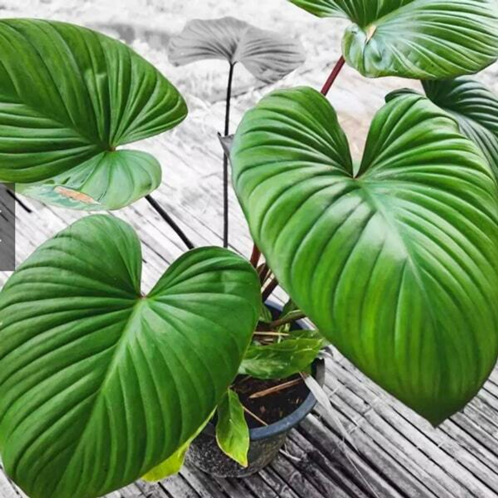 Хомаломена RED MOON