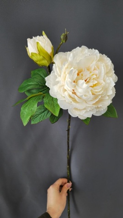 Пион молочный персик / Арт 2227