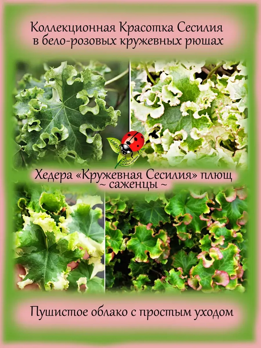 Хедера Сесилия Плющ гофрированный