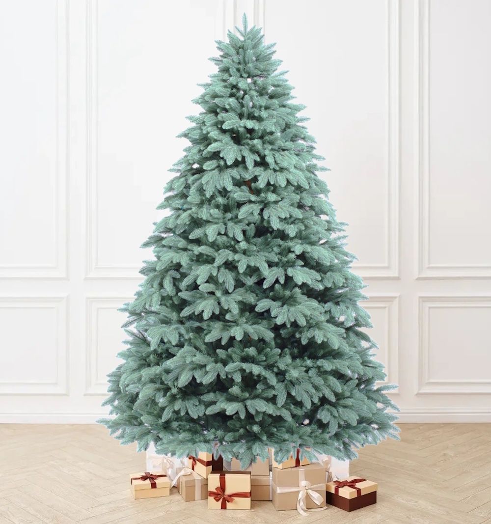 Голубая ель "Лагуна"