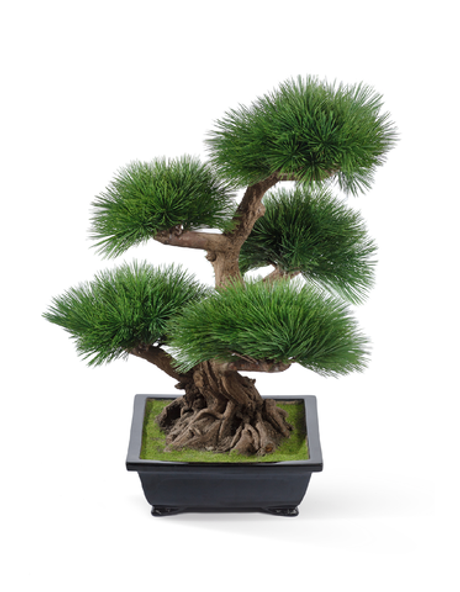 Бонсай Сосна Элит в керамическом кашпо 60 см