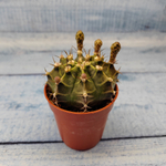 Gymnocalycium Friedrichii (Гимнокалициум)