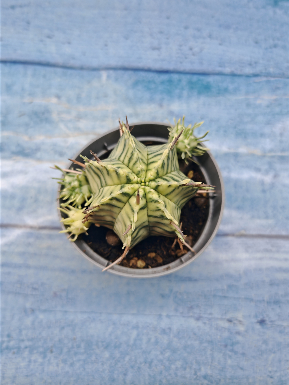 Euphorbia meloformis f. Variegated (Эуфорбия вариегатная)