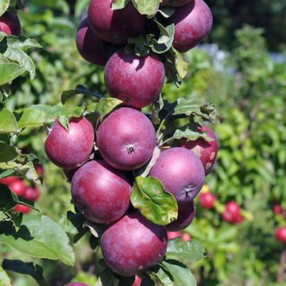 Яблоня колоновидная Московское ожерелье (2-летняя) п/карл.подвой ЗКС