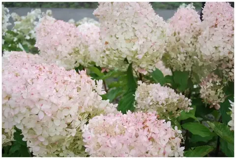 Гортензия метельчатая СИЛЬВЕР ДОЛЛАР (Hydrangea paniculata 