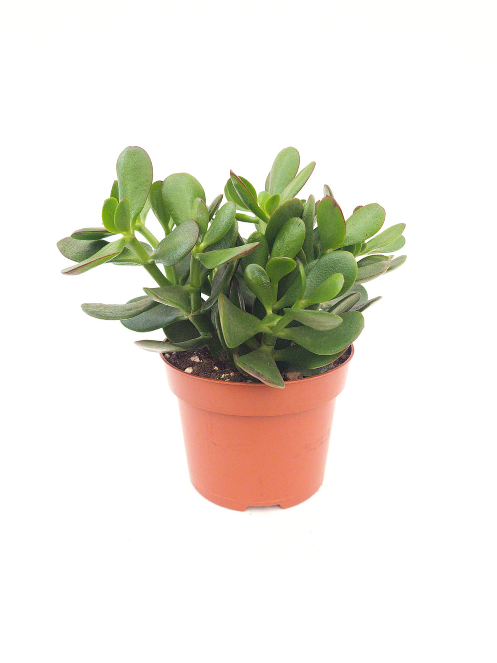 Крассула (Денежное дерево)