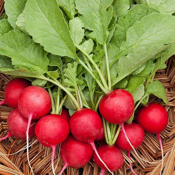 СЕЛЕСТА F1 семена редиса (Enza Zaden | Alexagro) – фото 8