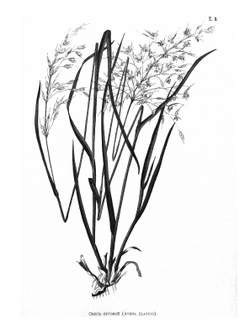 Иллюстрированная классификация главнейших сортов луговых трав | А.Ю. Лашкарев