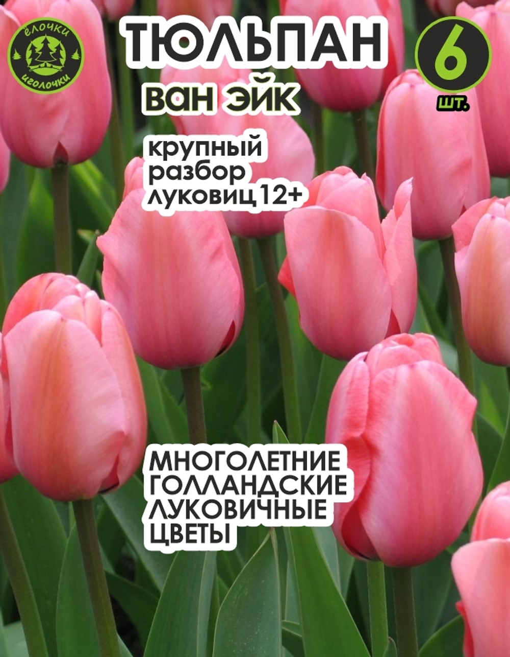 Тюльпан Луковица, Ван Эйк 6 шт, разбор 12+