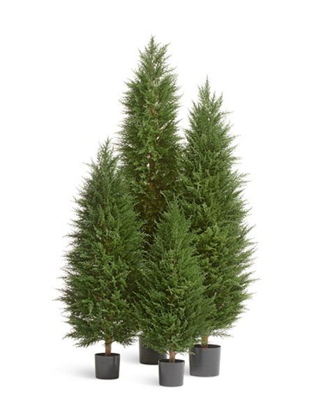 Кипарис Тауэр Элегант уличный