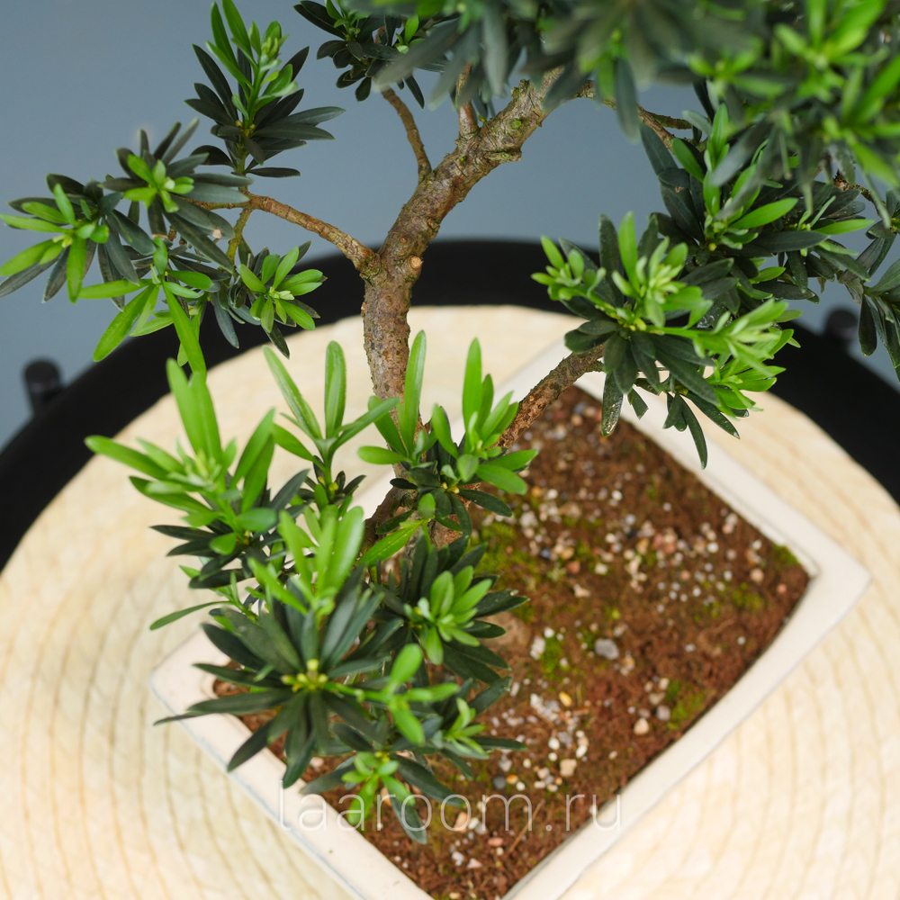 Бонсай Подокарпус 40см