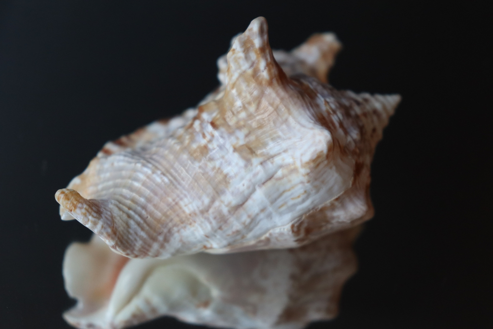 Ракушка Стромбус Ранинус (Lobatus raninus)