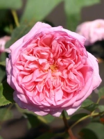 Роза шраб Соня Рикель