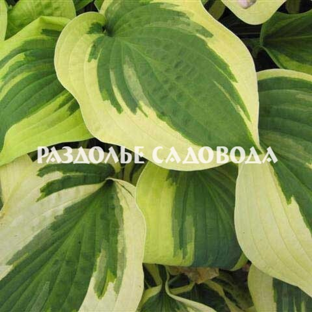 Хоста гибридная Вайд Брим (горшок 3л)