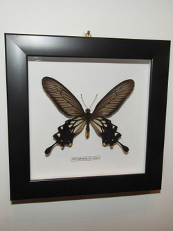 Бабочка Atrophaneura coon в рамке