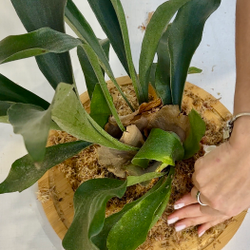 🌿 Мастер-класс «Эпифит на доске» — зелёная скульптура для вашей стены