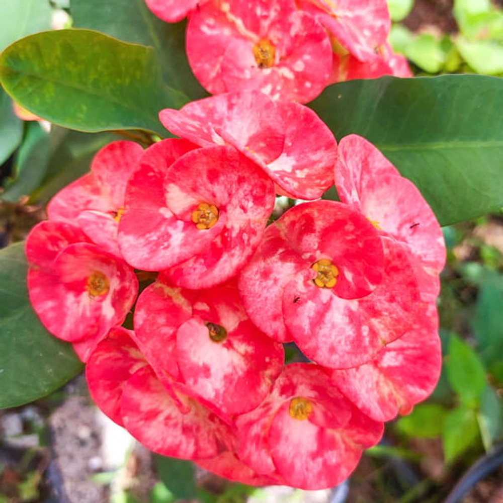 Эуфорбия Миля ROSE