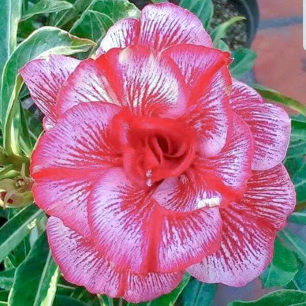 Адениум обесум 173