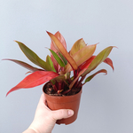 Филодендрон Принц Орандж