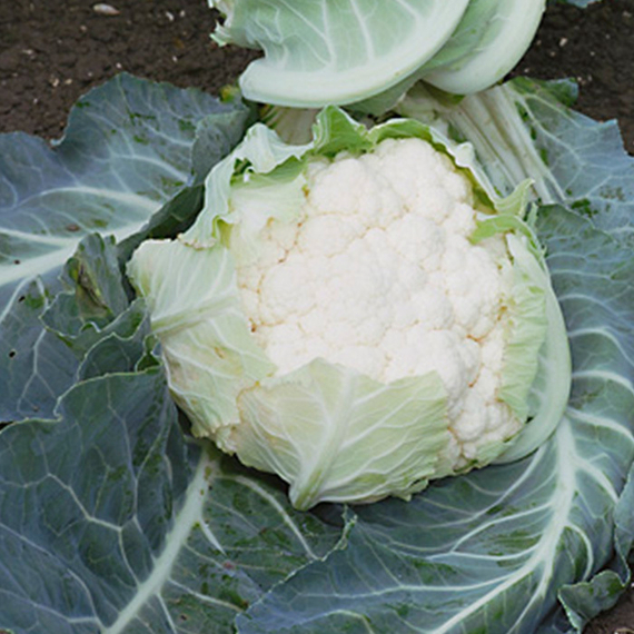 БРЮС F1 семена капусты цветной Syngenta цена – фото 2