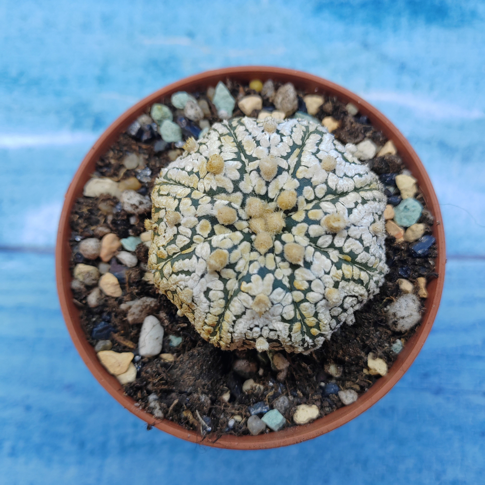 Astrophytum Asterias "Super Kabuto" (Астрофитум)