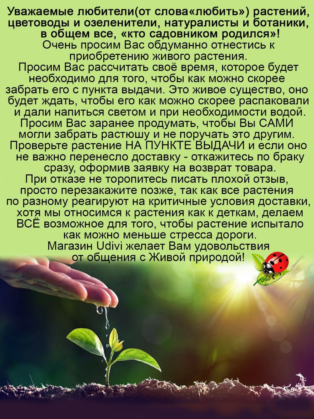 Ирис Эбони Энжел бородатый чёрный