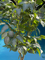 Фикус Биг Лиф 200 см