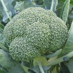 ФИЕСТА F1 семена капусты брокколи (Bejo | Alexagro)