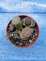 Lithops sp. (Литопсы)