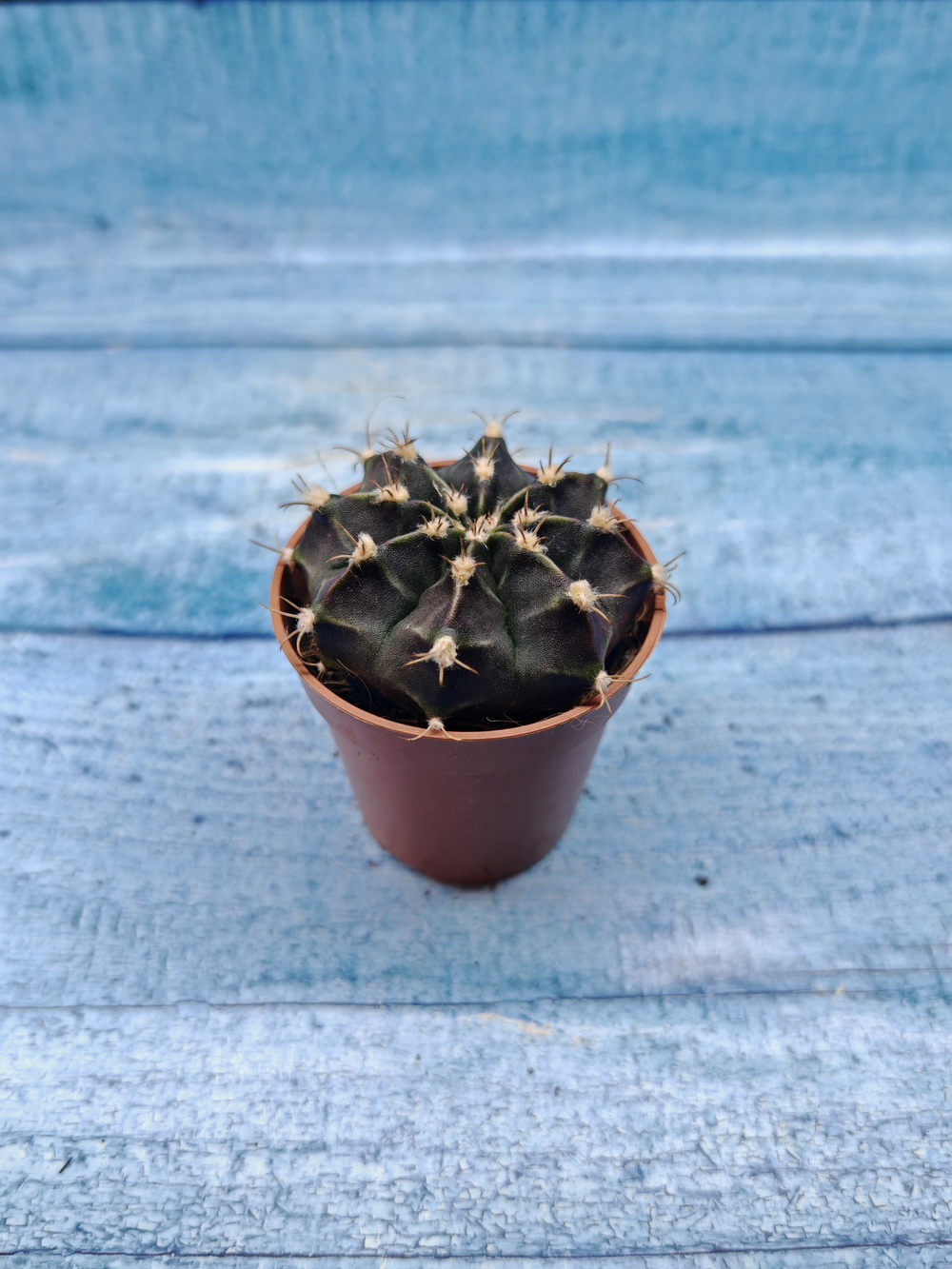 Gymnocalycium Friedrichii (Гимнокалициум)