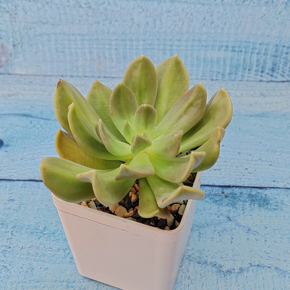 Echeveria Nichi (Эхеверия)