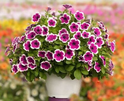 Петуния Capella Rim Raspberry