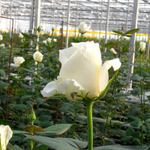 кусты для сада — сорт Норма Джин — ароматная роза