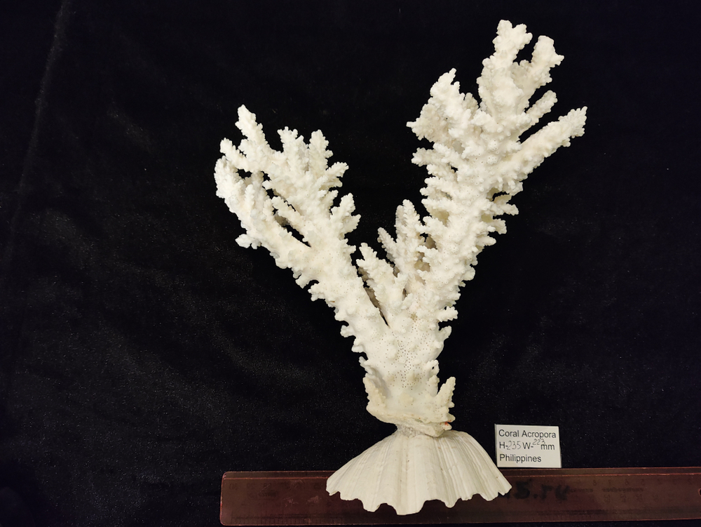 Коралл белый Акропора