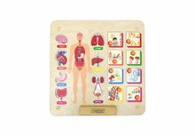 Панель "Изучаем организм"