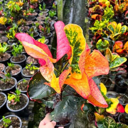 Кротон SAMUT SONGKHRAM