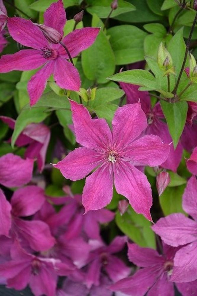 Клематис цельнолистный Экспандер Закупка М33 апрель 2026