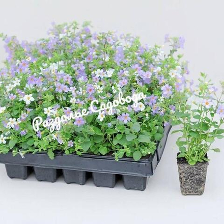 Бакопа раскидистая (горшок 1 л)