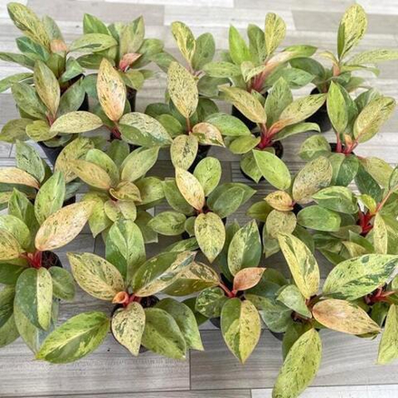 Филодендрон RED CONGO DWARF