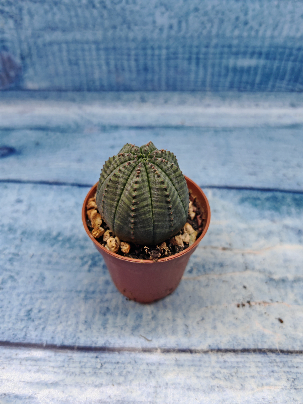 Euphoria Obesa (Эуфорбия)