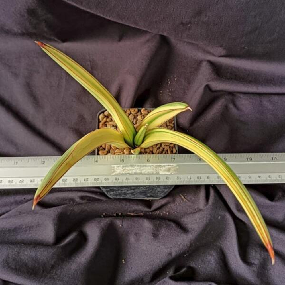 Сансевиерия KOKO VAR