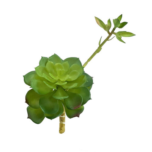Суккулент 103 зеленый