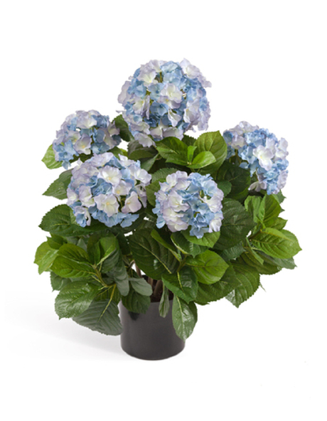 Гортензия куст тёмно-голубой большой в горшке
