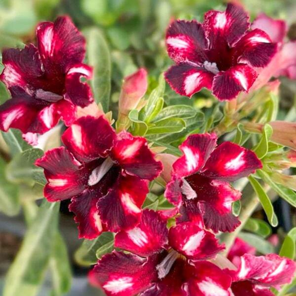 Адениум COFFEE