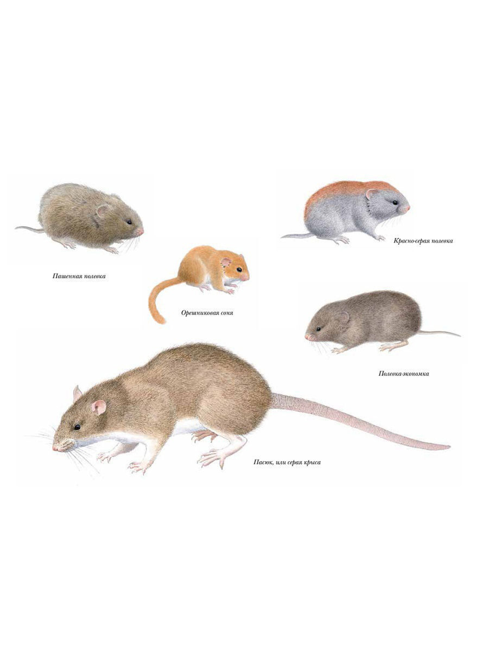 Мышиная книга